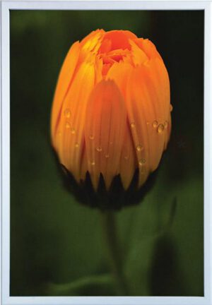Snäppram 50x70 32mm alu